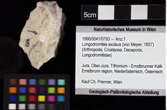 Foto (Objket + Etiketten) von Longodromites excisus (von Meyer, 1857) 